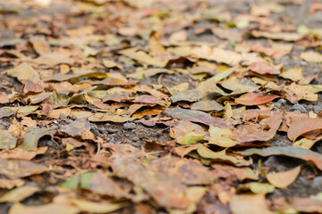 A pile of dry leaves on a pebbled ground.
