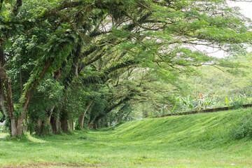 Serene green grass and trees