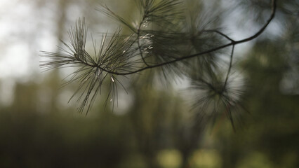 Fototapeta premium closeup shot of pine tree branch with long needles under evening sunlight