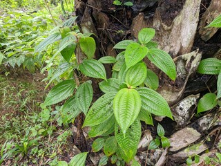 Clidemia hirta plants grow on oil palm trees