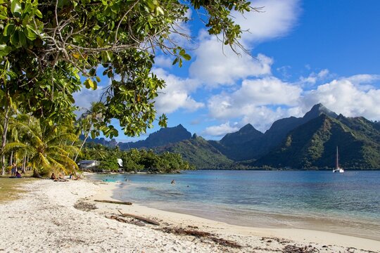 Bathing in the crystal clear waters of Ta'ahiamanu Beach on the island of Mo'orea, French Polynesia