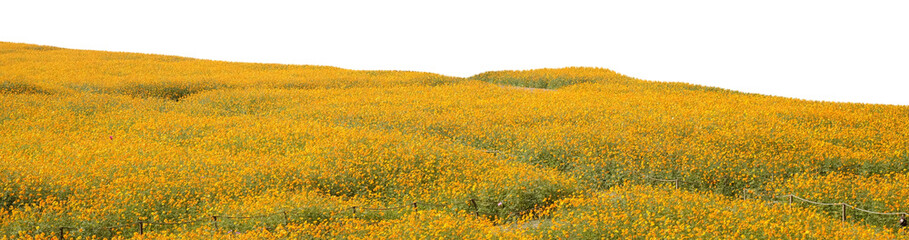golden wheat field in autumn