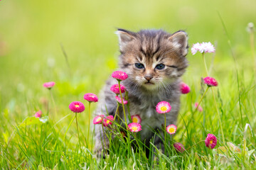 Little kitten sitting on the grass with daisy flowers in the summer garden © vvvita