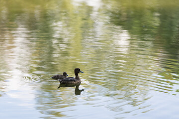 Female tufted duck with baby on a water surface in summer