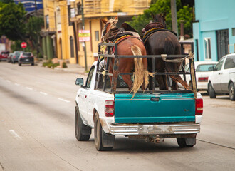 Two horses being hauled in an old small pick up truck down a street in a poor area
