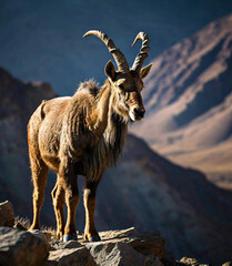 Fototapeta premium mountain goat on a rock in the mountains