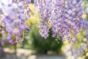 Blooming Wisteria Sinensis with classic purple flowers in full bloom in drooping racemes against the sky. Garden with wisteria in spring.