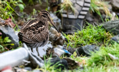 Wood Snipe