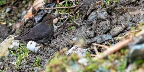 The long-billed thrush, also known as Zoothera monticola, is a species of bird found in parts of...