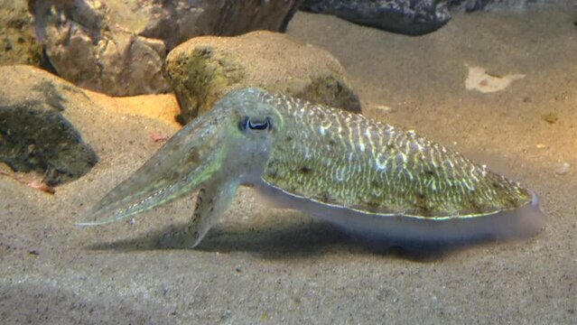 海底で休むコウイカのクローズアップ  4K  Golden cuttlefish