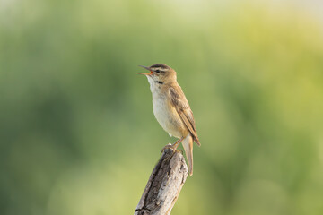 Sedge warbler - Acrocephalus schoenobaenus perched, singing at green background. Photo from Warta Mouth National Park in Poland. Songbird.