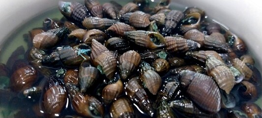 Korean freshwater snail