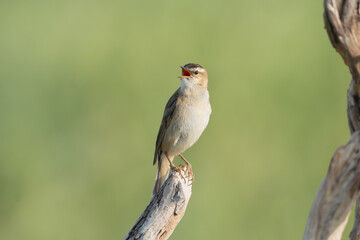 Sedge warbler - Acrocephalus schoenobaenus perched and singing at green background. Photo from Warta Mouth National Park in Poland. Songbird.