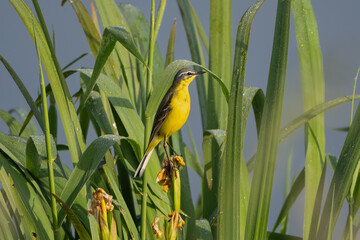western yellow wagtail - Motacilla flava perched in green reed at green background. Photo from Warta Mouth National Park in Poland.