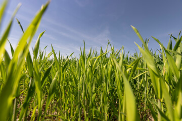 Obraz premium Green wheat grass in the field in spring