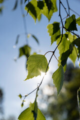 birch foliage in the spring season