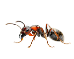 Red Ant on transparent background