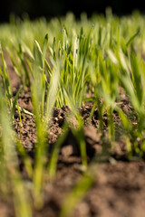 new rows of wheat in the field