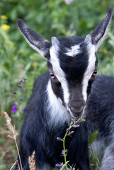 Close-up of a young black and white kid Goat, with a leave of grass in its mouth.