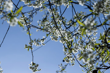 cherry blossoms in the orchard