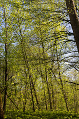 Obraz premium a park with different types of trees in the spring during flowering