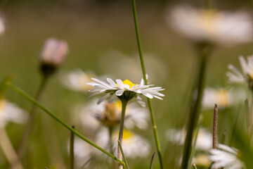 beautiful white flowers on a green grass background