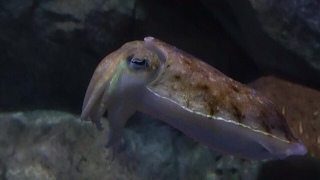 Closeup shot of the Kisslip cuttlefish, sepia, lycidas, swimming underwater. 4K