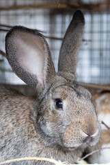 Beautiful fluffy brown rabbit in his cage on a farm.