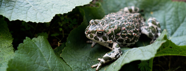 The European green toad (Bufotes viridis), Crimea