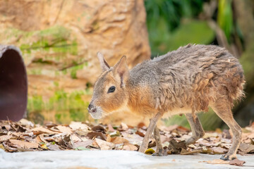 The Patagonian mara is a relatively large rodent in the mara genus. This herbivorous rabbit-like animal is found in open and semi-open habitats in Argentina,including large parts of Patagonia.