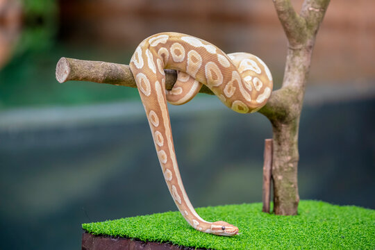 the closeup image of a Banana Pastave Ball Python (Python regius).  It is a python species native to West and Central Africa,