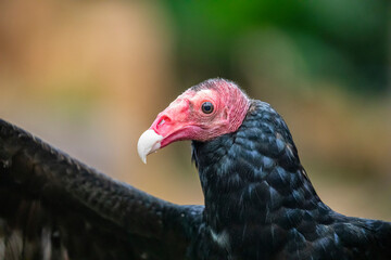 The closeup image of turkey vulture . It is the most widespread of the New World vultures.
It is a...