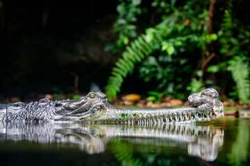 The gharial (Gavialis gangeticus) rests in the pond.
It is a crocodilian in the family Gavialidae, native to sandy freshwater river banks in the plains of the northern part of the Indian subcontinent.
