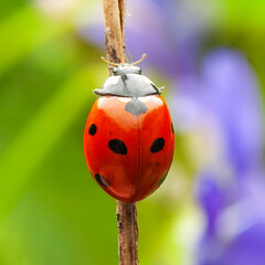 Ladybug perched on a twig against a blurred green and purple backdrop in nature.