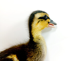 1 week old newborn duck baby isolated on white background.  Close-up of little duck with yellow feathers, can be used as background or shading.