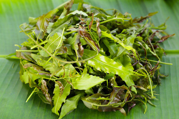 Neem leaves on wihte background.