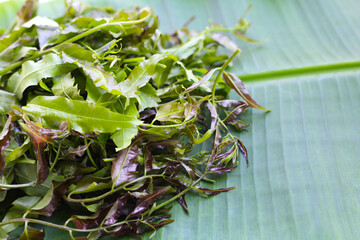 Neem leaves on wihte background.