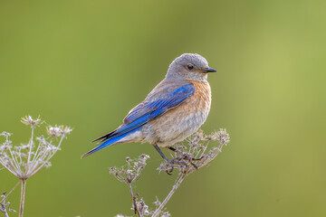 Western Bluebird
