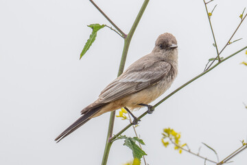 Say's Phoebe