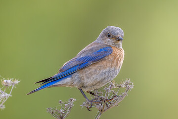 Western Bluebird