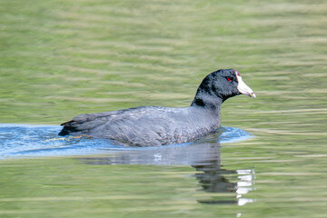 American Coot