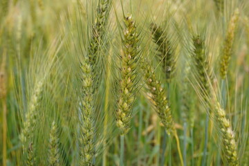 green wheat field