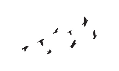 Flying Birds Vector And Illustration. 