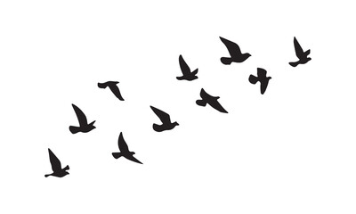 Flying Birds Vector And Illustration. 