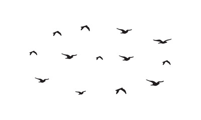 Flying Birds Vector And Illustration. 