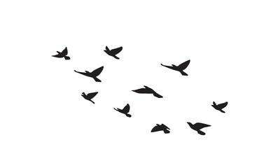 Flying Birds Vector And Illustration. 