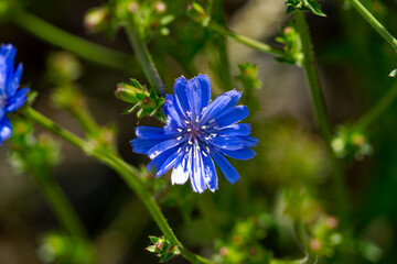 Close-up of blossom of blue flower  Cichorium pumilum Jacq. at Swiss City of Zürich on a blue cloudy spring day. Photo taken May 24th, 2024, Zurich, Switzerland.