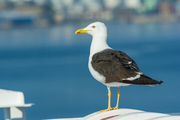 A shot of a herring gull, Sweden, near Stockholm. Loud bird, wildlife.