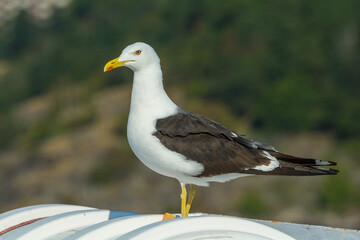 A shot of a herring gull, Sweden, near Stockholm. Loud bird, wildlife.