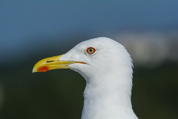 A shot of a herring gull, Sweden, near Stockholm. Loud bird, wildlife.